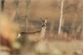<p>SRNEC OBECNÝ (Capreolus capreolus) --- /European roe deer - Reh/</p>